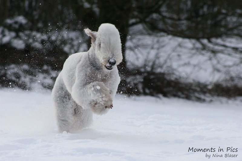 Airis Blue Volshebny Svet 2010-01-31 (9).JPG